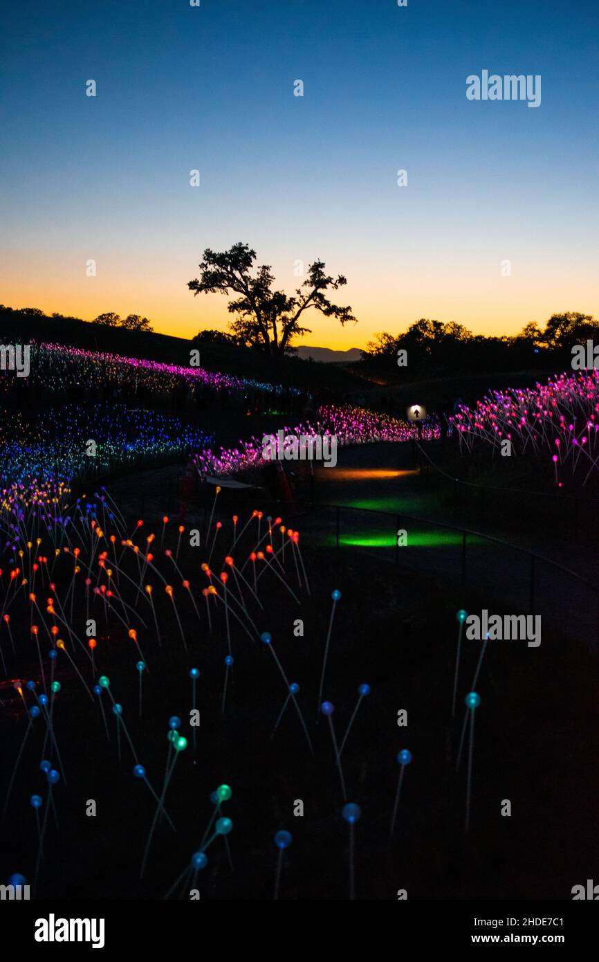 The Field of Lights event in Paso Robles Stock Photo Alamy