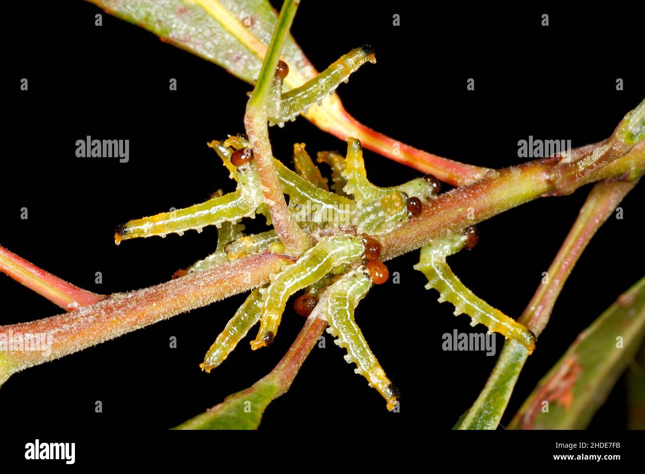 Green Sawfly Larvae, Pteryperga galla. Also known as spitfires.These are not caterpillars, but the larvae of a wasp. Endemic to Australia. Coffs Harbo Stock Photo