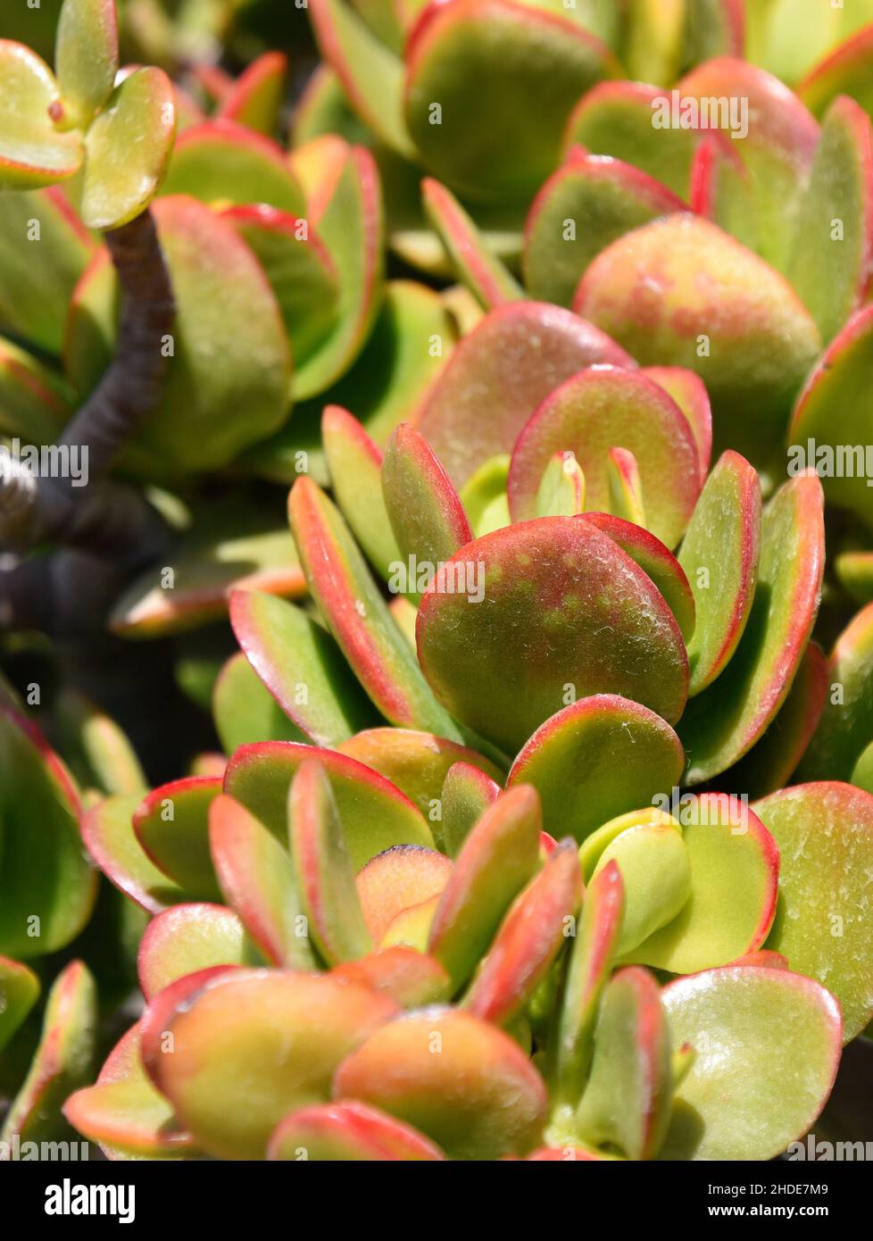 Green and red foliage on a Paddle plant Kalanchoe luciae Stock Photo