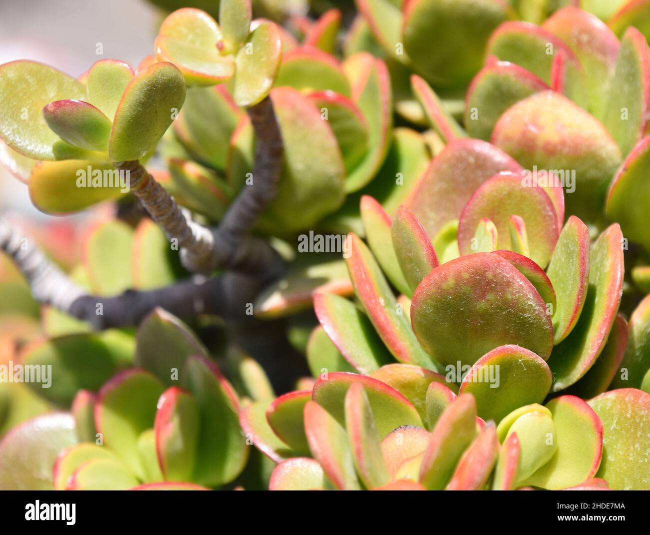 Green and red foliage on a Paddle plant Kalanchoe luciae Stock Photo