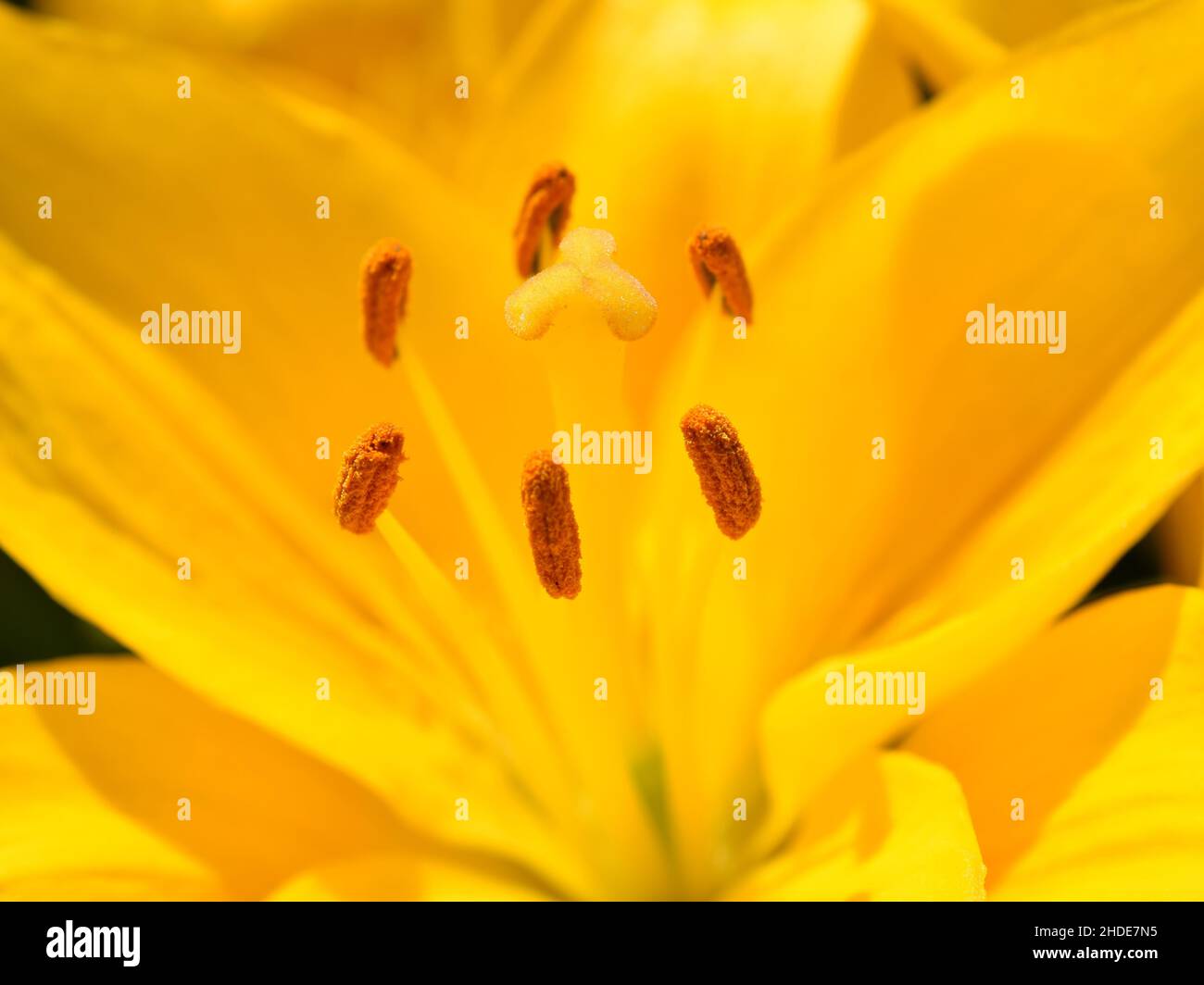 Closeup on the reproductive parts of a yellow lily Stock Photo Alamy