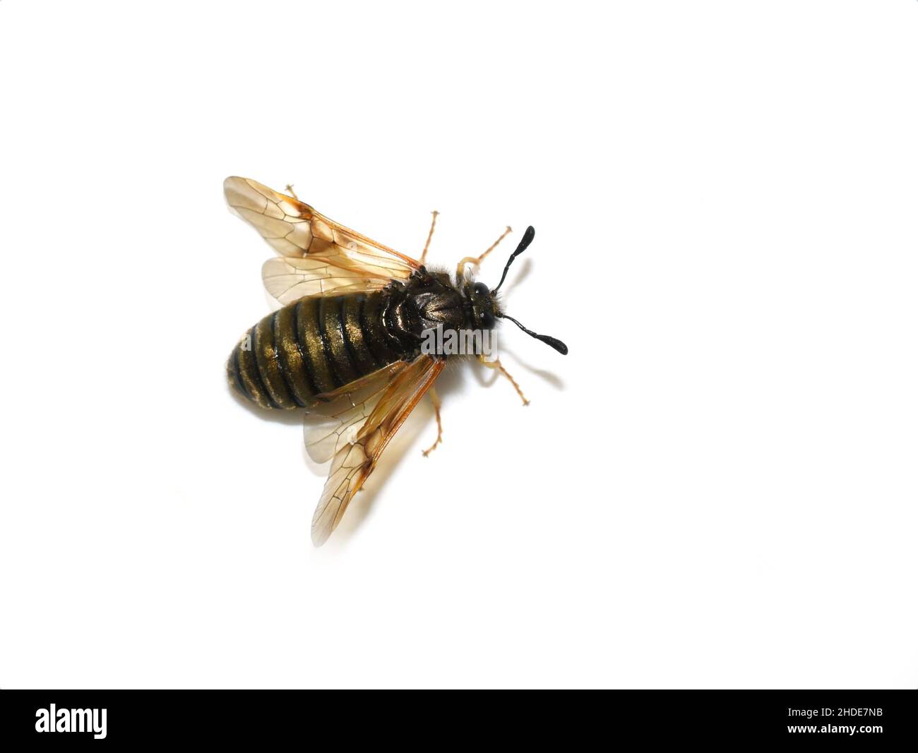 The golden and black colored striped sawfly Abia lonicerae isolated on white background Stock Photo