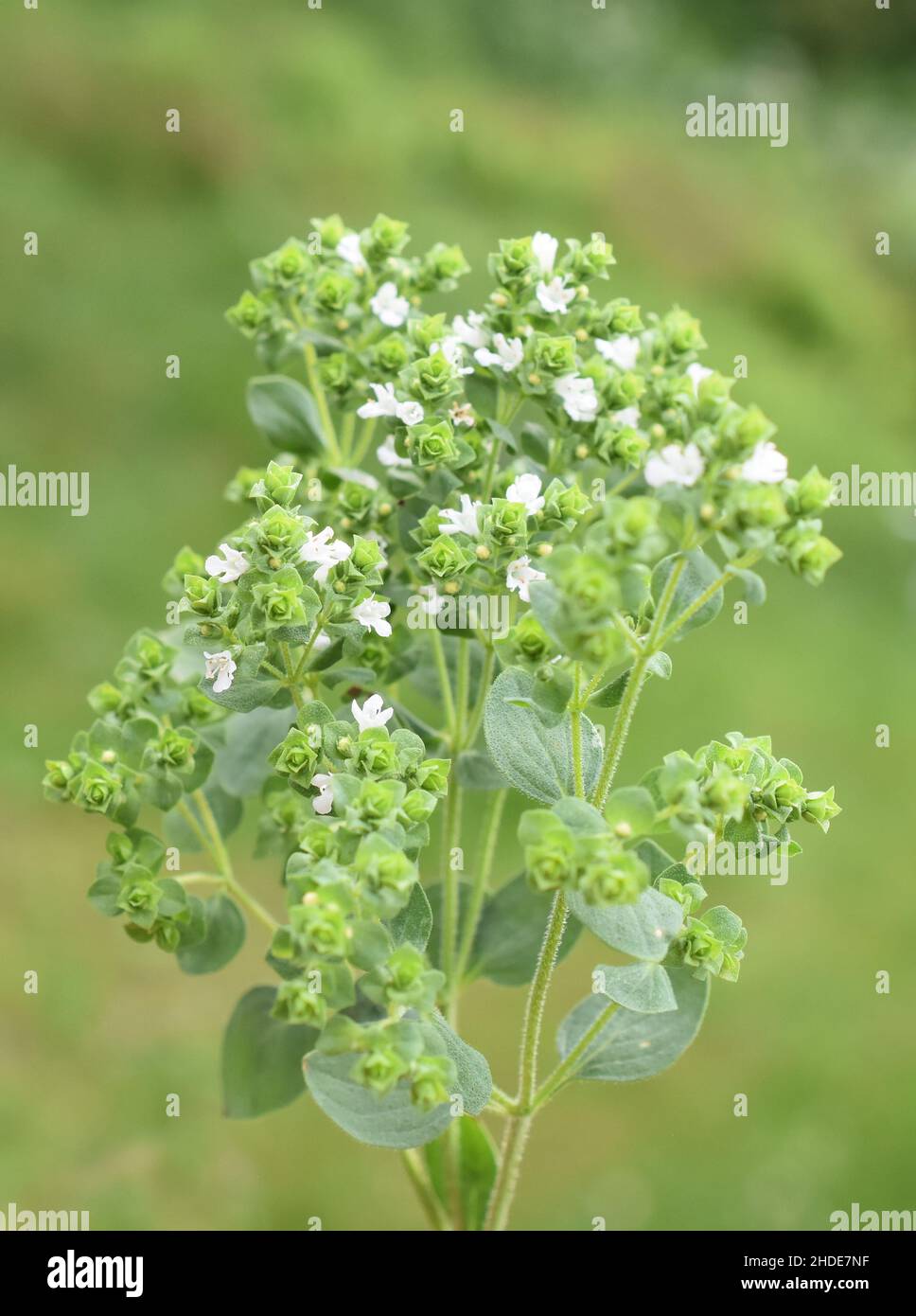 Origanum vulgare sweet marjoram plant flowering white flowers in garden