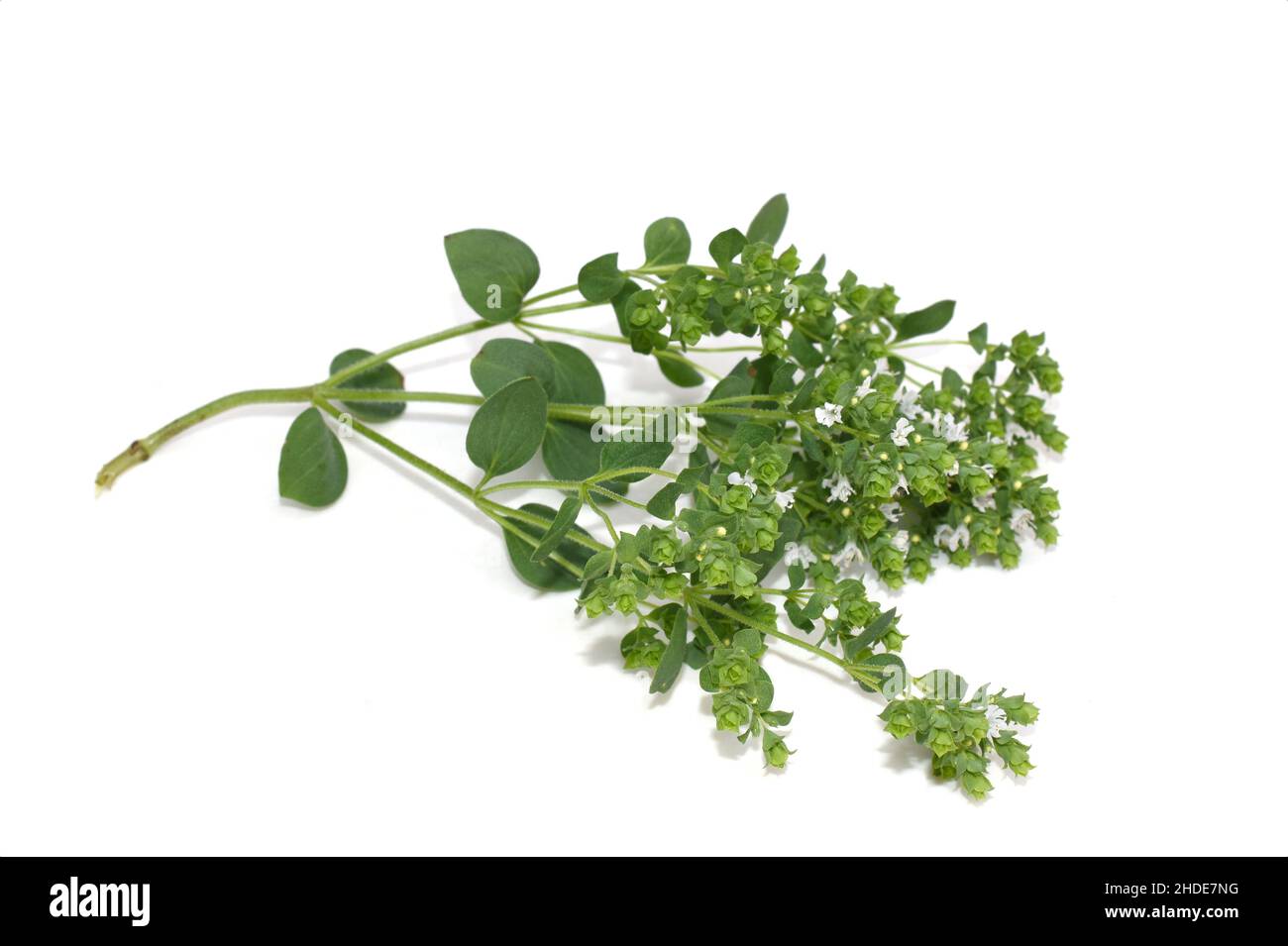 Origanum vulgare sweet marjoram plant flowering white flowers isolated
