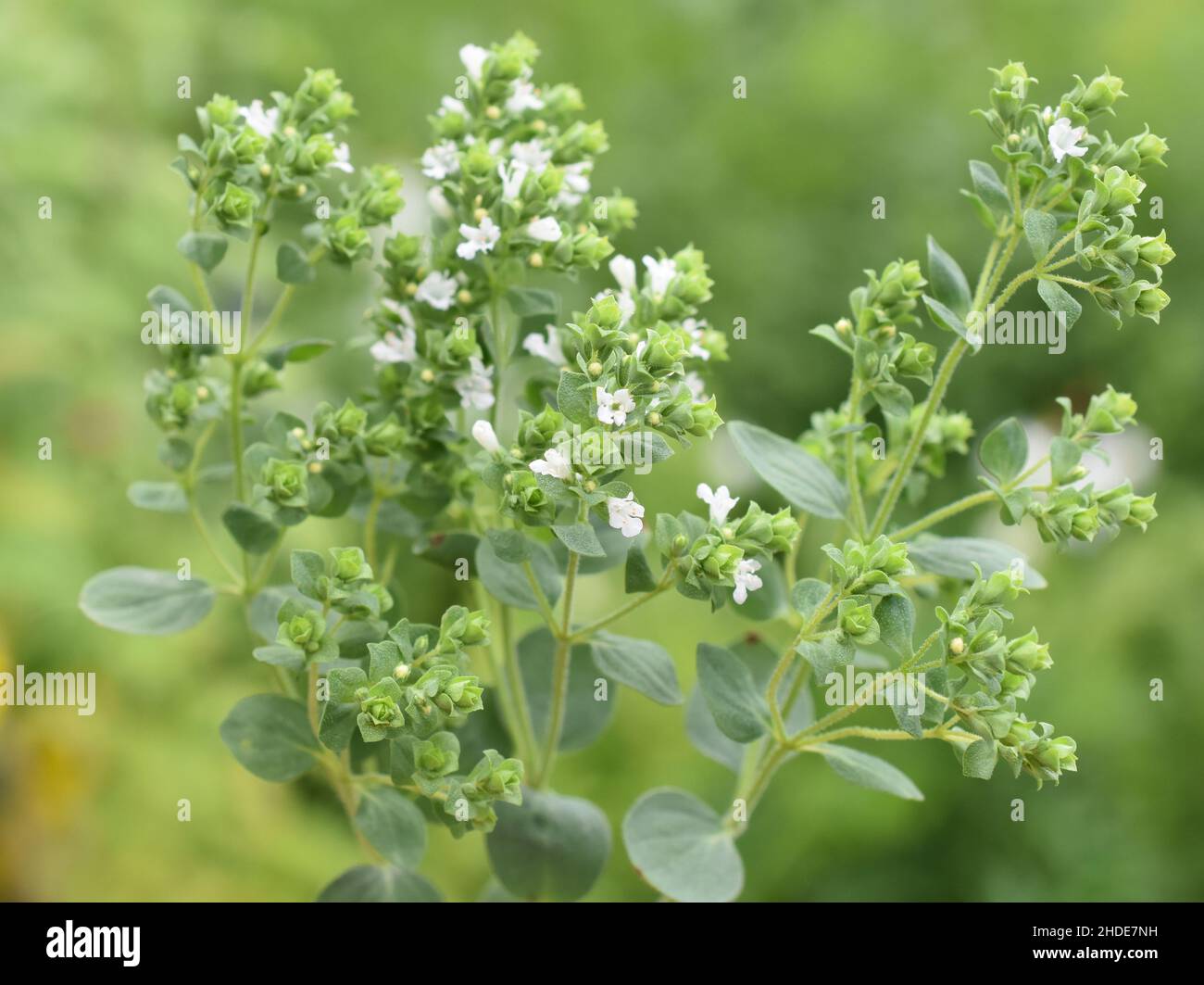 Origanum vulgare sweet marjoram plant flowering white flowers in garden