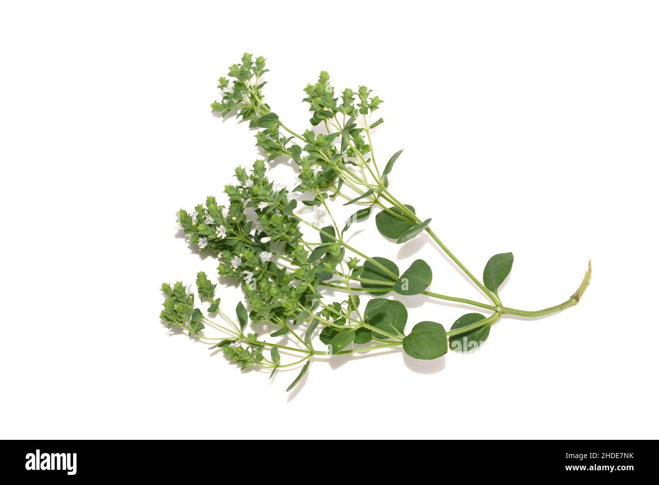 Origanum vulgare sweet marjoram plant flowering white flowers isolated