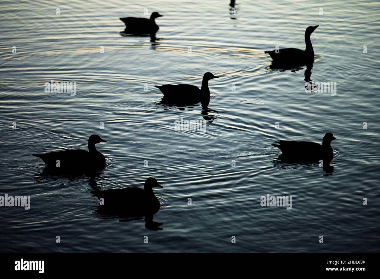 Winter, Wasservögel auf der Havel, Insel Eiswerder, Haselhorst, Spandau, Berlin, Deutschland Stock Photo