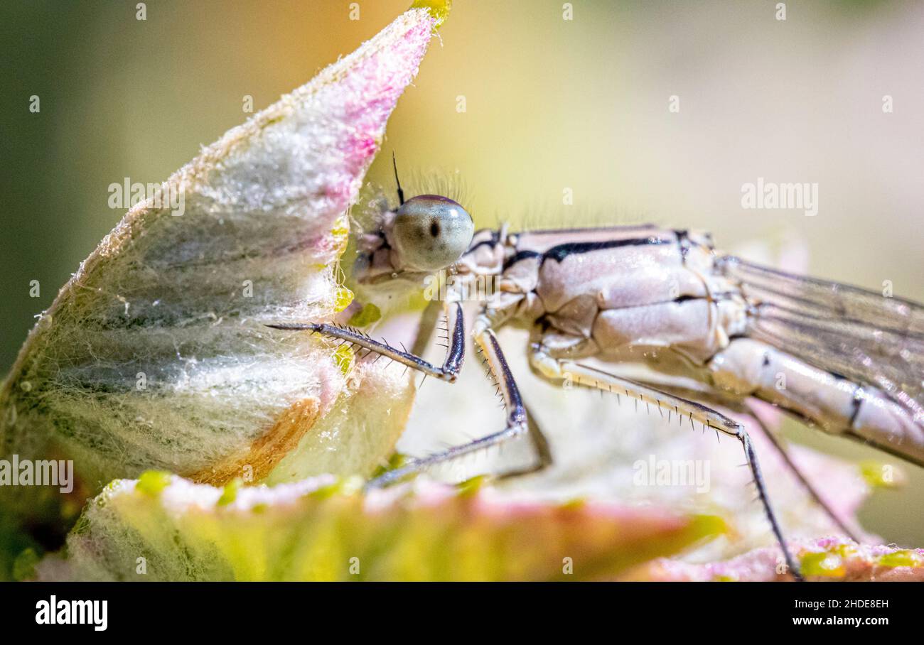 Macro shallow focus shot of the upper body of damselflies sitting on a ...