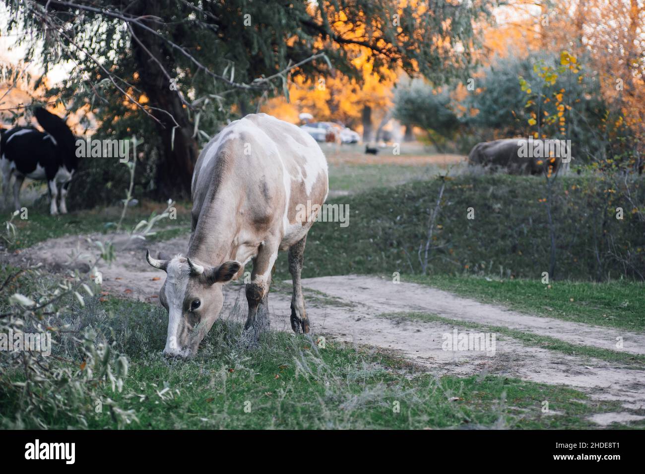 Brown-white cow pasturing with head down to grass with two more cows in background in meadow in forest in autumn. Farmer life. Natural products Stock Photo