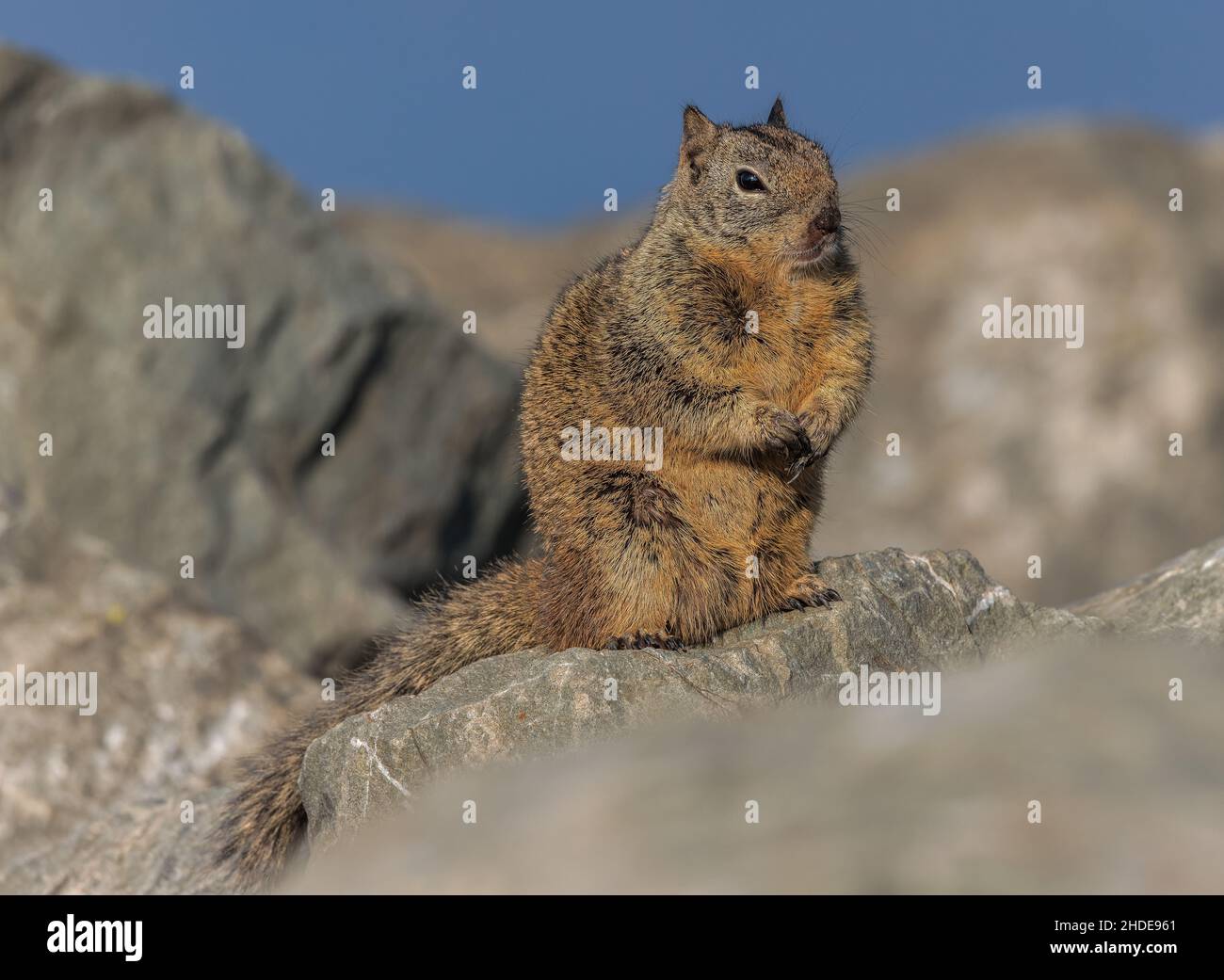 California ground squirrel, Otospermophilus beecheyi, on rocky foreshore in winter. San Francisco Bay. Stock Photo