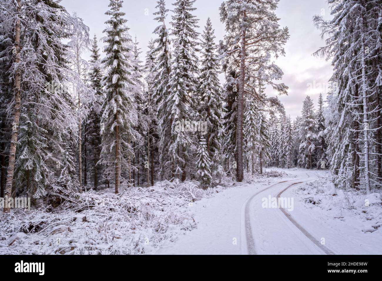 curved road with snow in a forest and a car track Stock Photo - Alamy