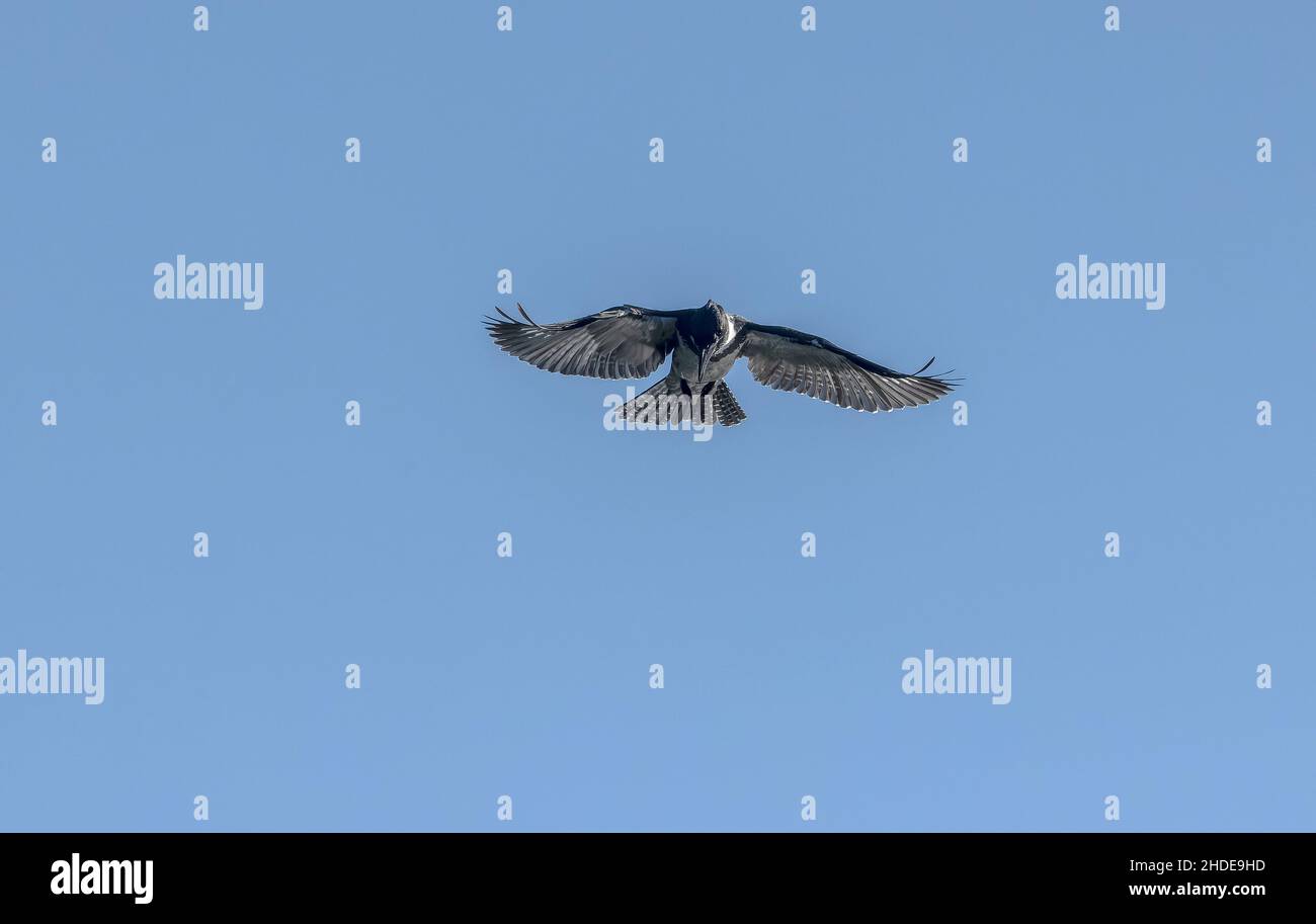 Belted kingfisher, Megaceryle alcyon hovering to fish over coastal lagoon. Winter. California. Stock Photo