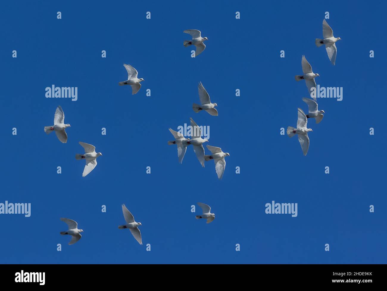 Flock of White Doves in flight. Symbolic of purity, peace, etc Stock