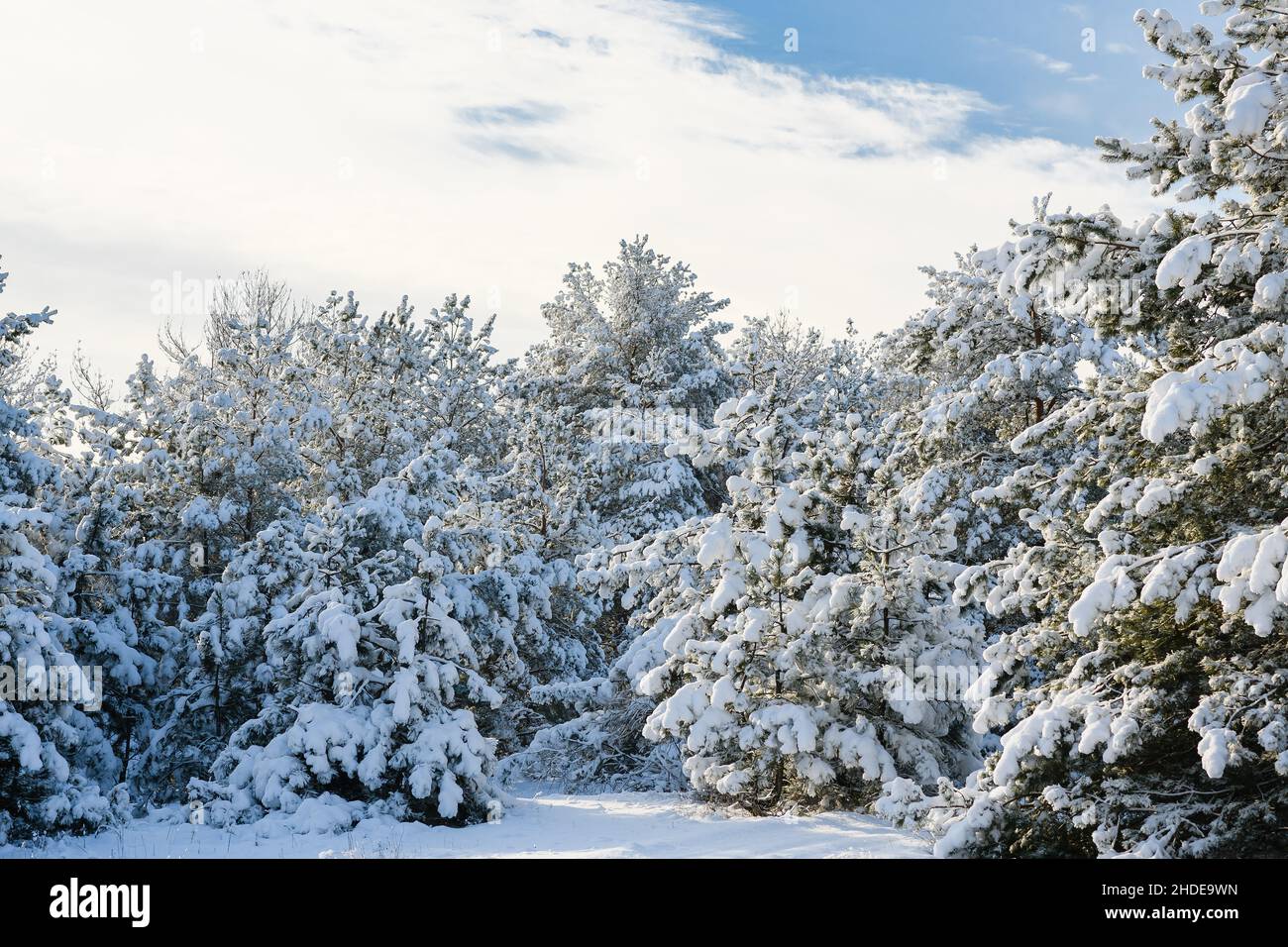 Beautiful winter forest. The pine trees are covered with fluffy snow ...