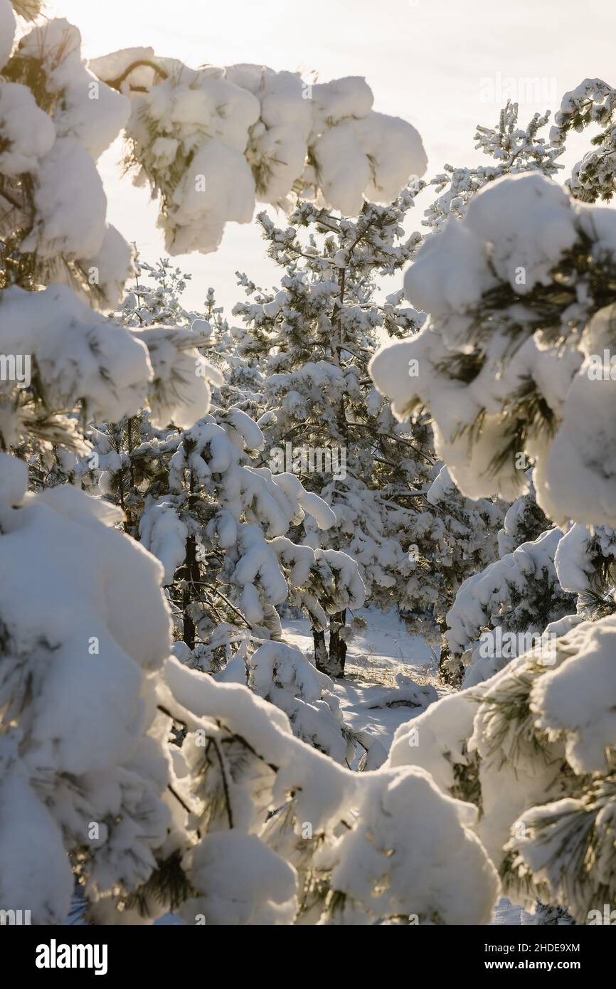 Pine trees bent under weight of snow. Vertical photo Stock Photo - Alamy