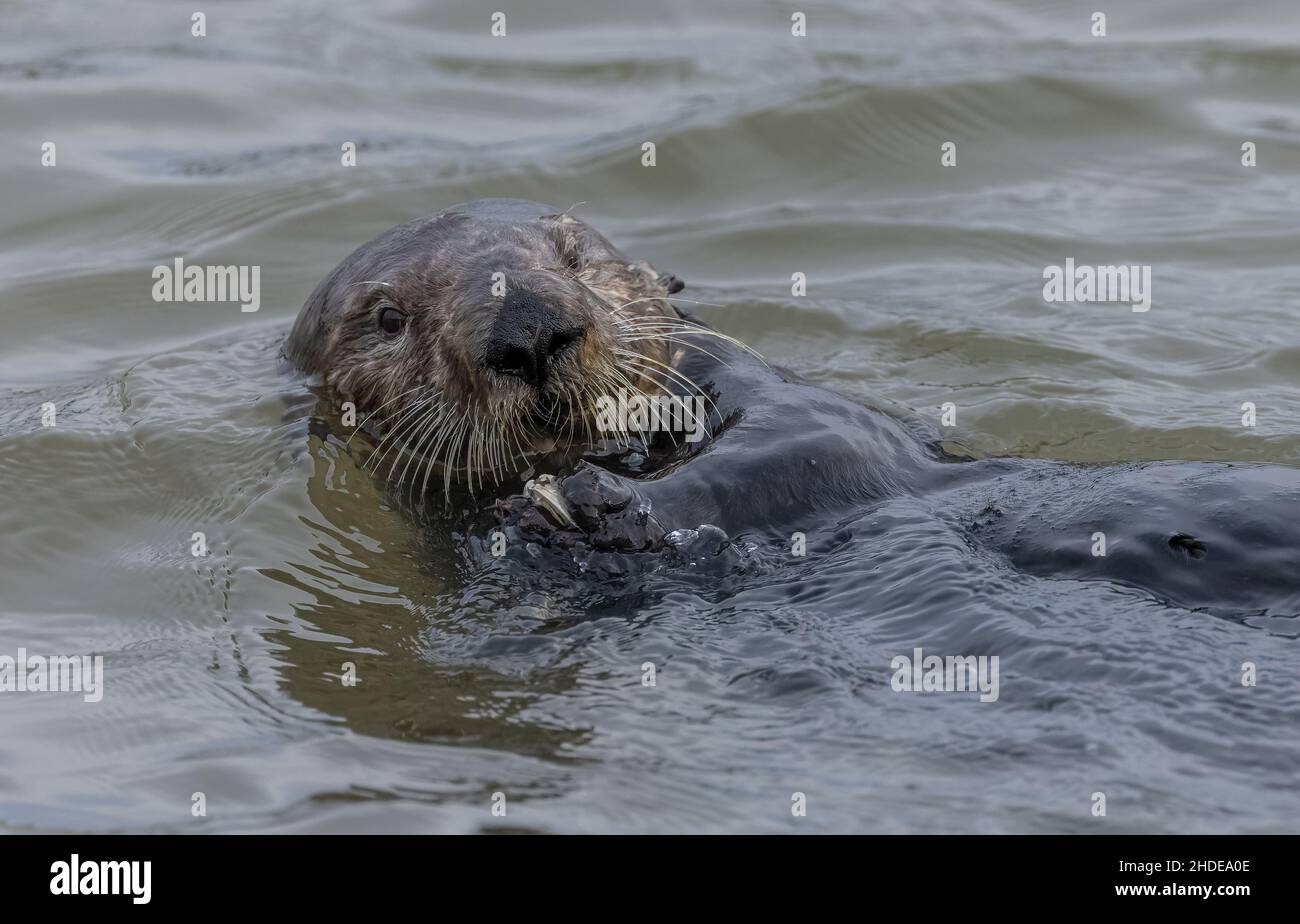 Sea otter, Enhydra lutris, eating clam caught in muddy estuarine water. California. Stock Photo