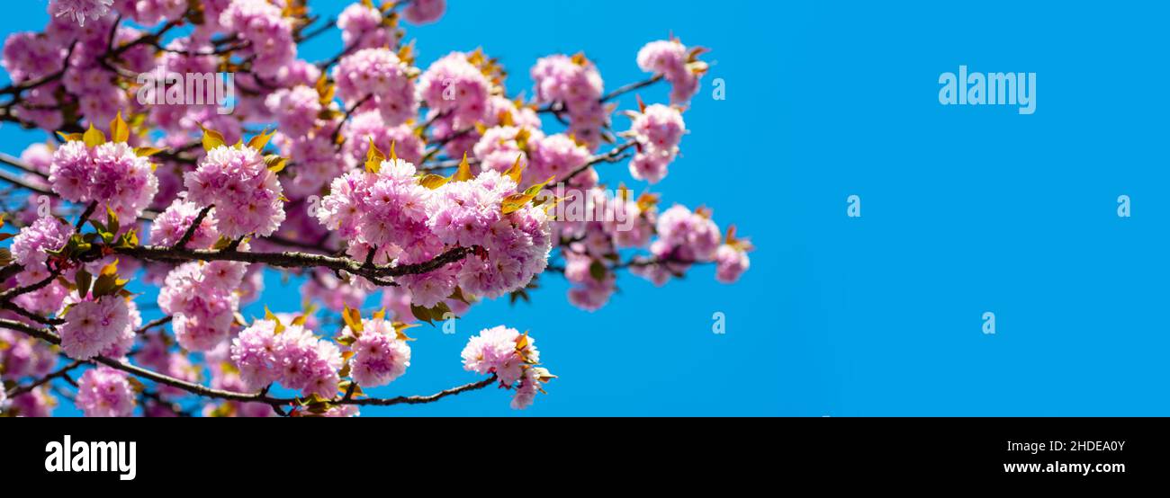 Spring banner, blossom background. Cherry Blossoms Trees. Sakura Festival. Spring background with pink blossom sakura. Branch spring flowers. Stock Photo