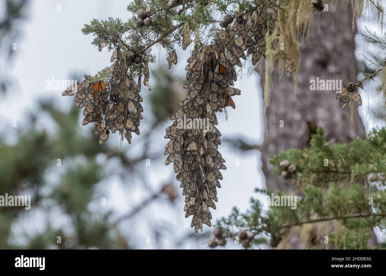 Tresses of Monarch butterfly, Danaus plexippus, at hibernation site in winter, California. Stock Photo