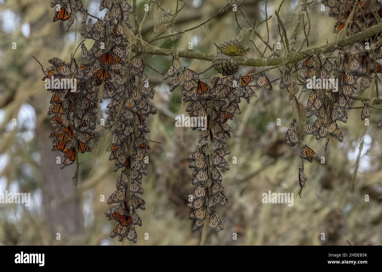 Tresses of Monarch butterfly, Danaus plexippus, at hibernation site in