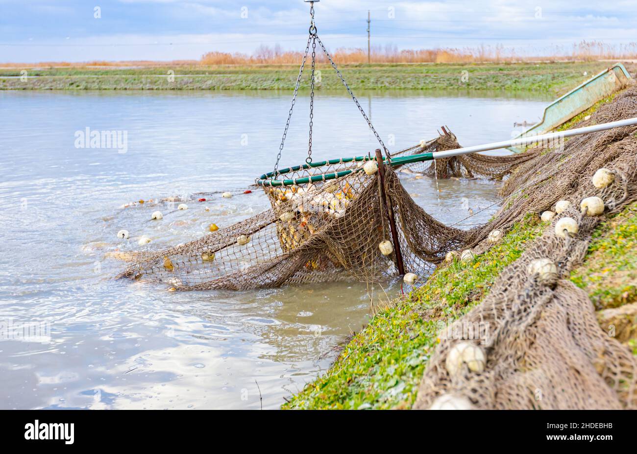 Pulling out full fishing scoop with crap from fishpond, commercial harvest  at fish farm Stock Photo - Alamy