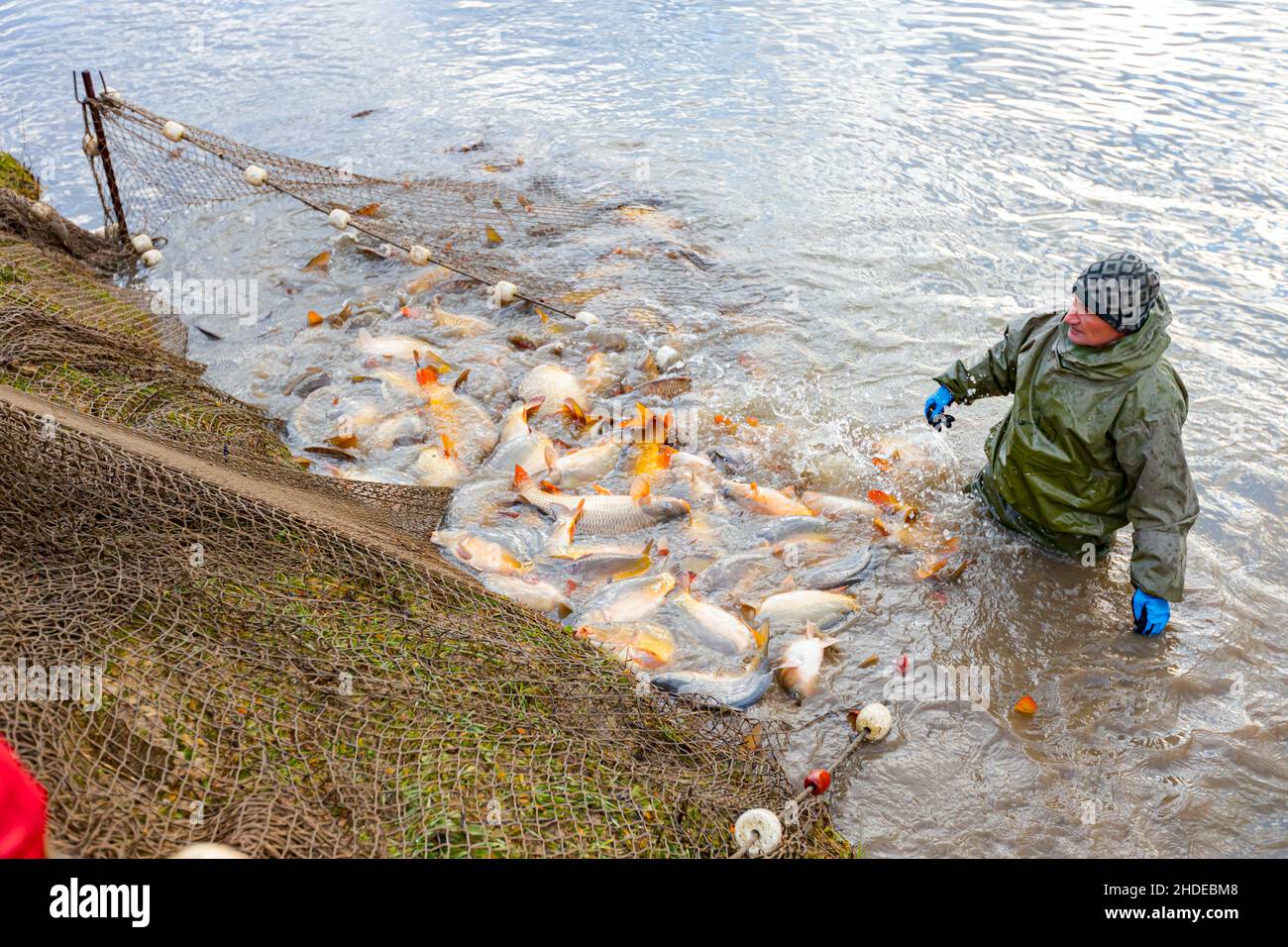 Fisherman wear waterproof overalls in fishpond he pulling fishing net full  of crap fish, harvest at fish farm Stock Photo - Alamy