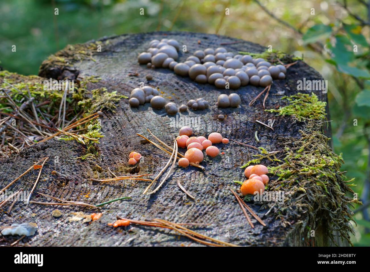 wolfs milk or Lycogala epidendrum in autumn forest Stock Photo