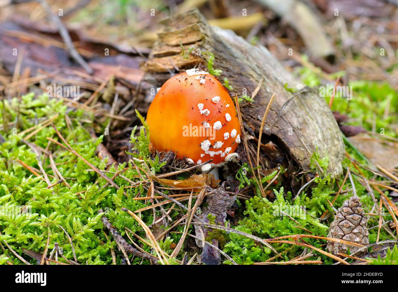 fly agaric,  Amanita Muscaria in autumn forest Stock Photo