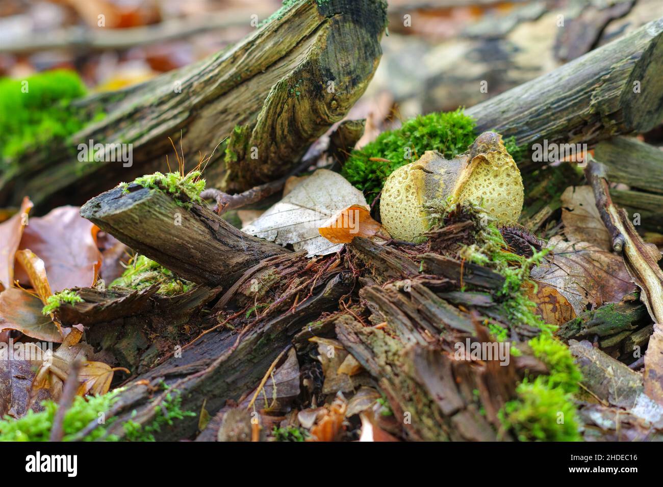 Scleroderma or eart ball in autumn forest Stock Photo