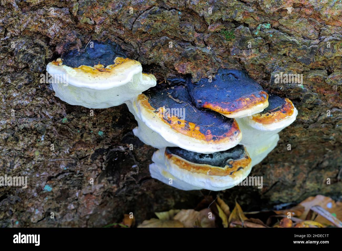 red belt conk or Fomitopsis pinicola in autumn forest Stock Photo