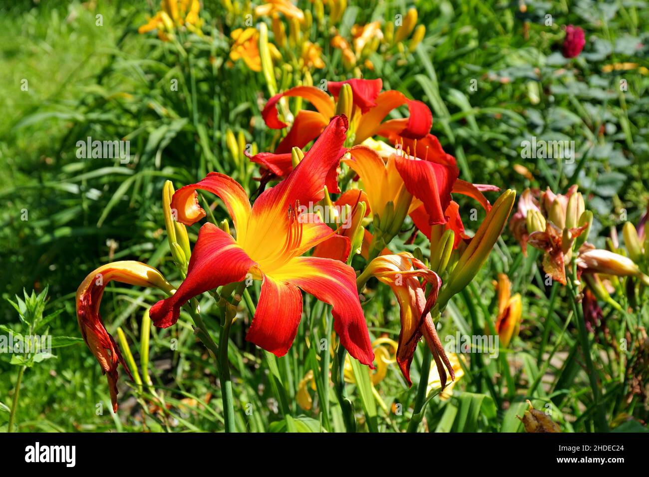 daylily of the species Red Suspenders in summer garden Stock Photo