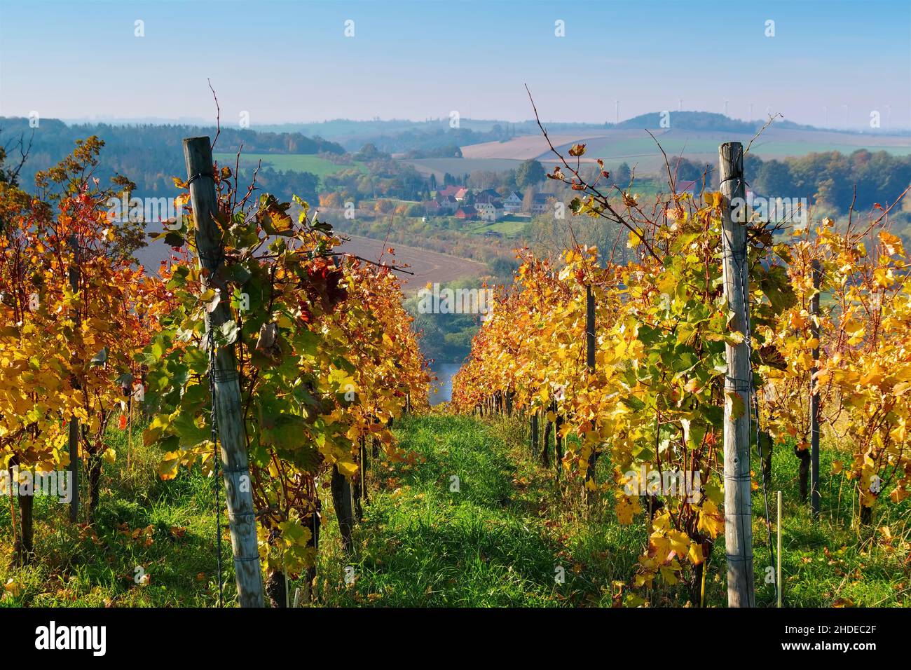 view over autumn vineyards near the river Elbe in Saxony, Germany Stock Photo