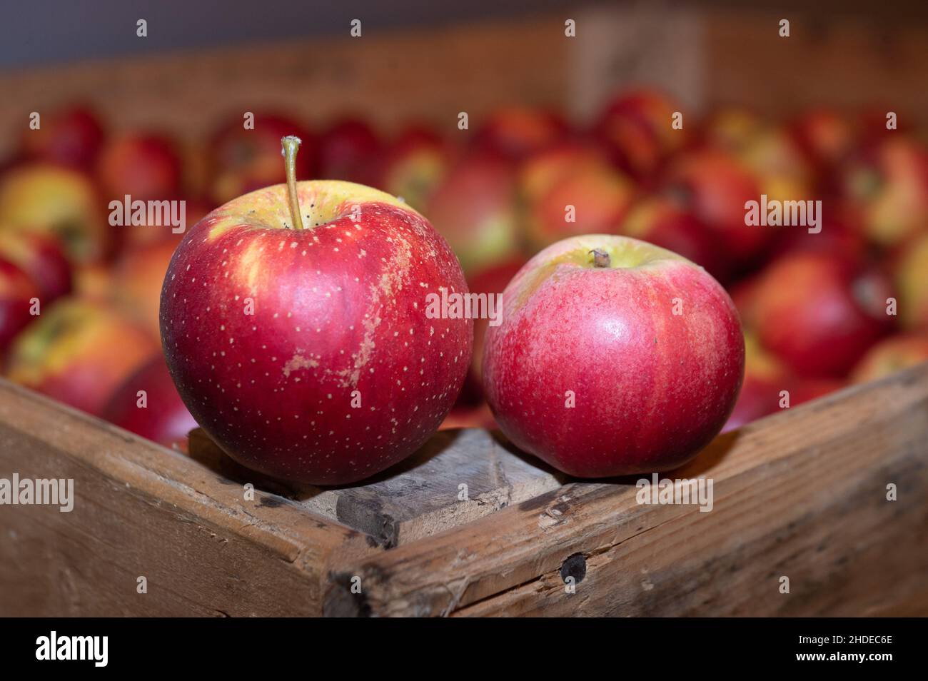 Ockenheim, Germany. 02nd Jan, 2022. A Wellant apple (l) and a Berlepsch apple lie in storage at an apple farm. January 11 is German Apple Day. Credit: Sebastian Gollnow/dpa/Alamy Live News Stock Photo