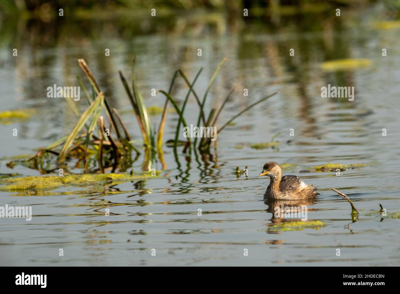 little grebe or Tachybaptus ruficollis bird floating in shallow water ...