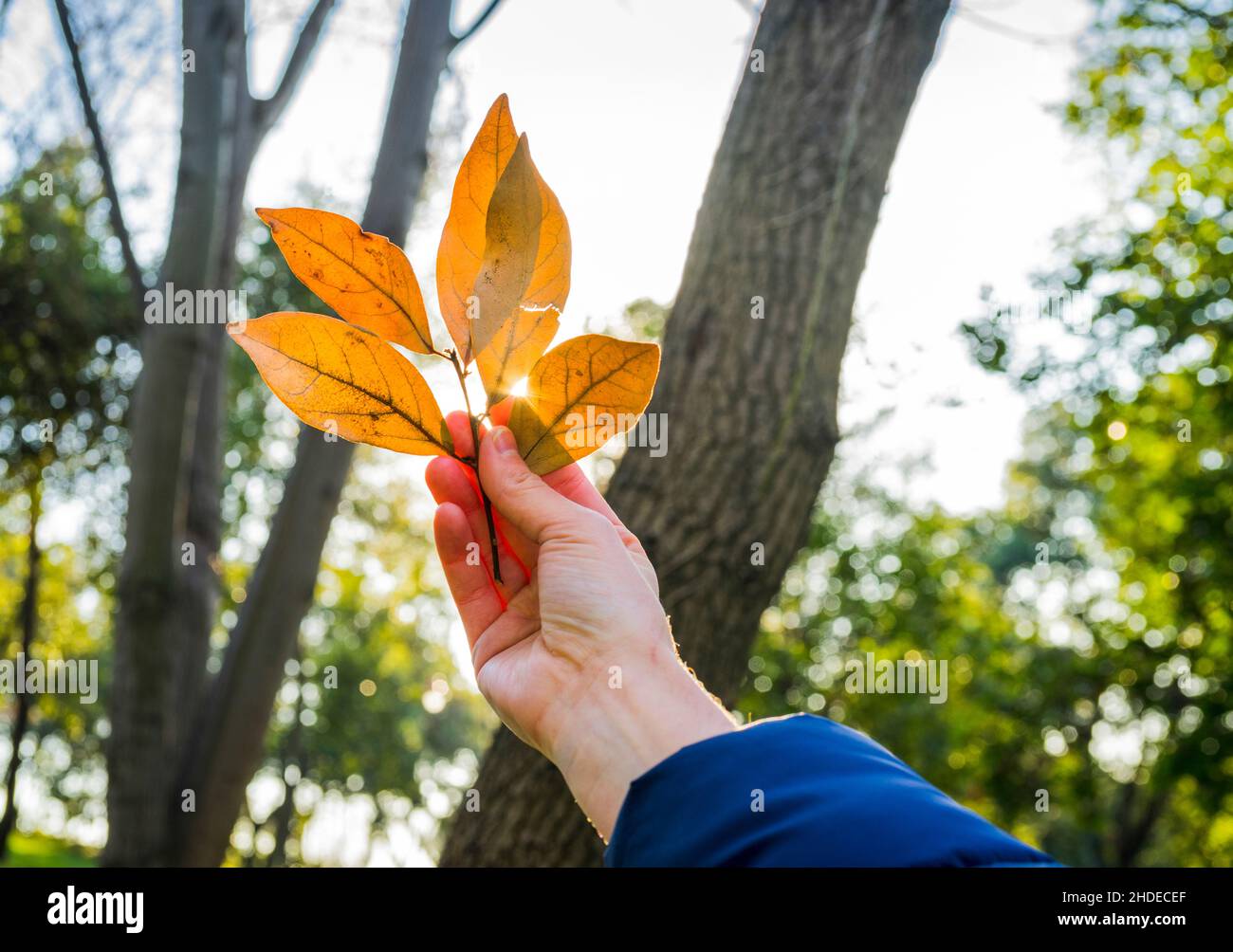 Hand holding maple leaf hi-res stock photography and images - Alamy
