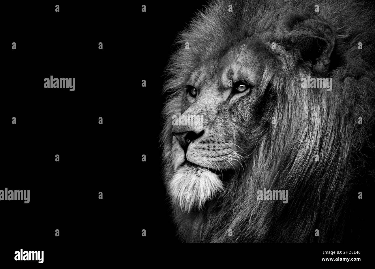 African male lion wildlife animal isolated Stock Photo - Alamy