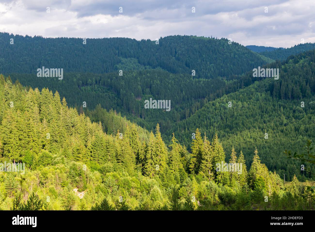A fir forest landscape from the Fairies Garden, Borsec, Romania Stock Photo