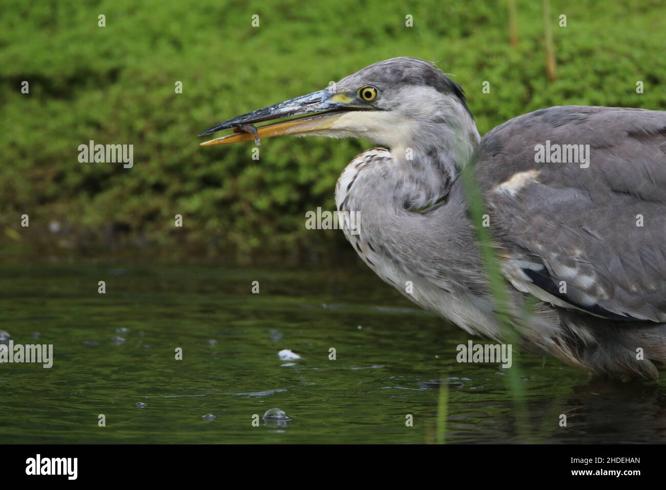 Grey herons will take prey of different sizes, from sticklebacks to large fish.  Preening keeps feathers in tip top condition. Stock Photo