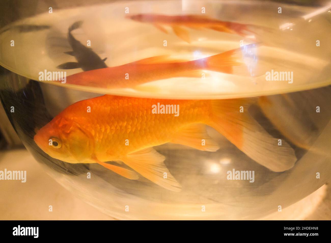 Goldfish swimming in fish tank in petshop store window. Stock Photo