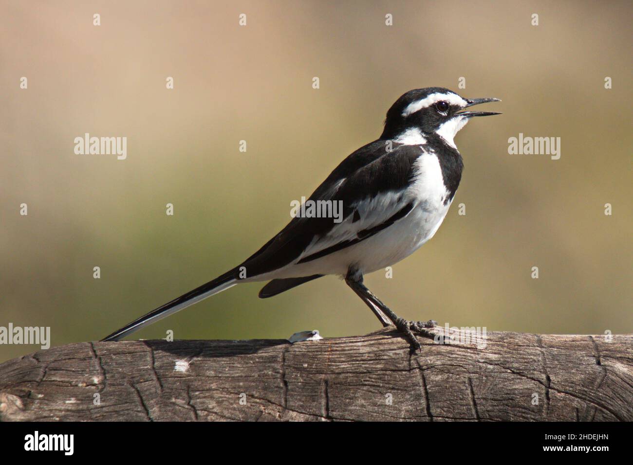 African pied wagtail in Namibia in Africa Stock Photo