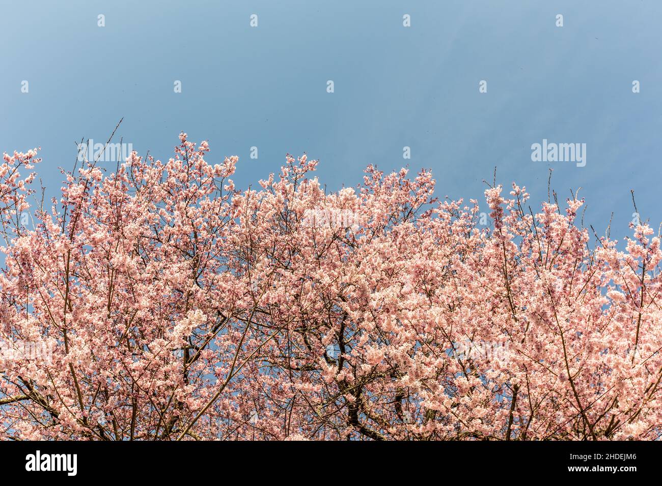 Cherry blossoms, pink sakura flowers on a branch at sunny day in Japan ...