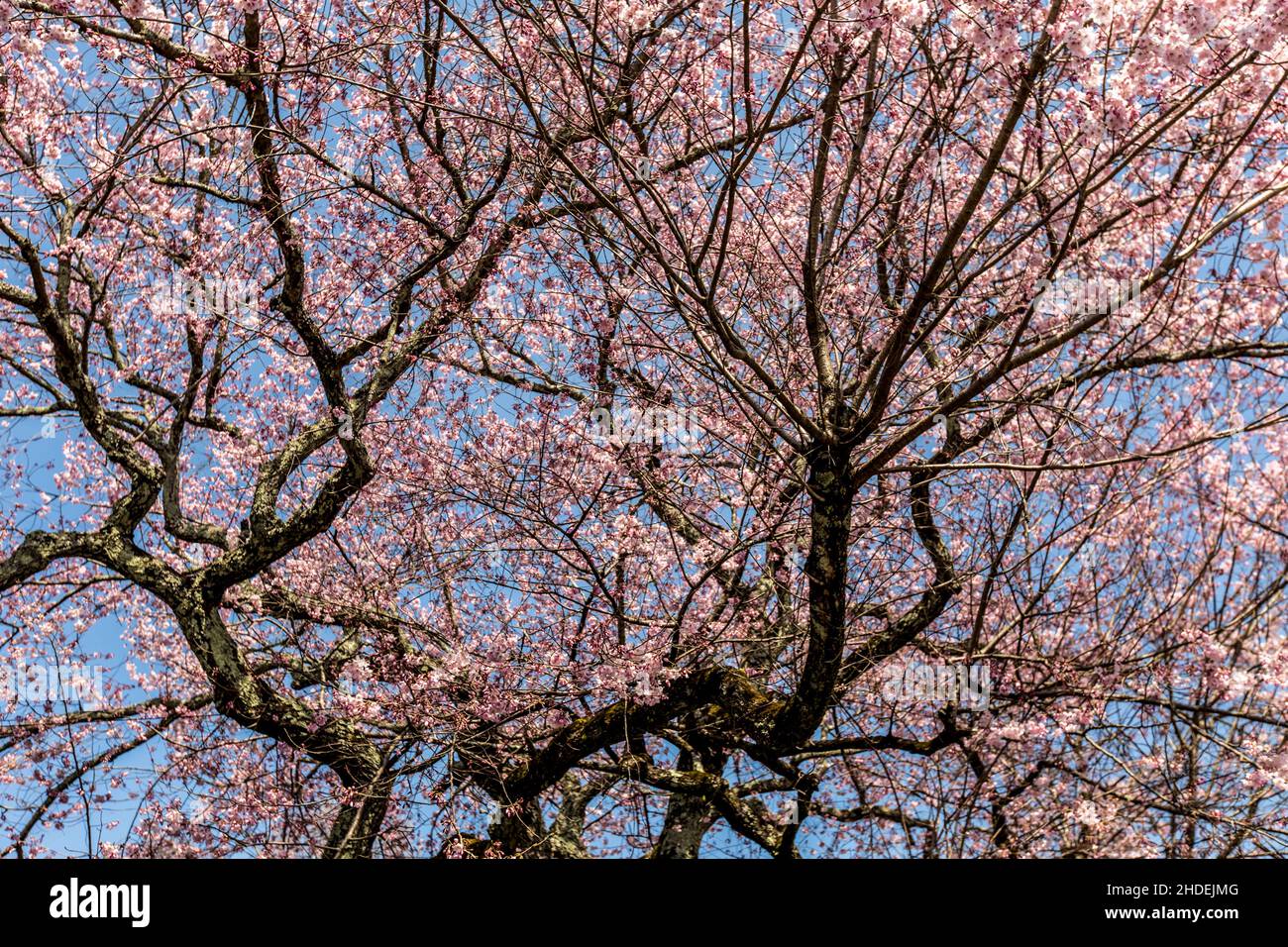 Cherry blossoms, pink sakura flowers on a branch at sunny day in Japan ...