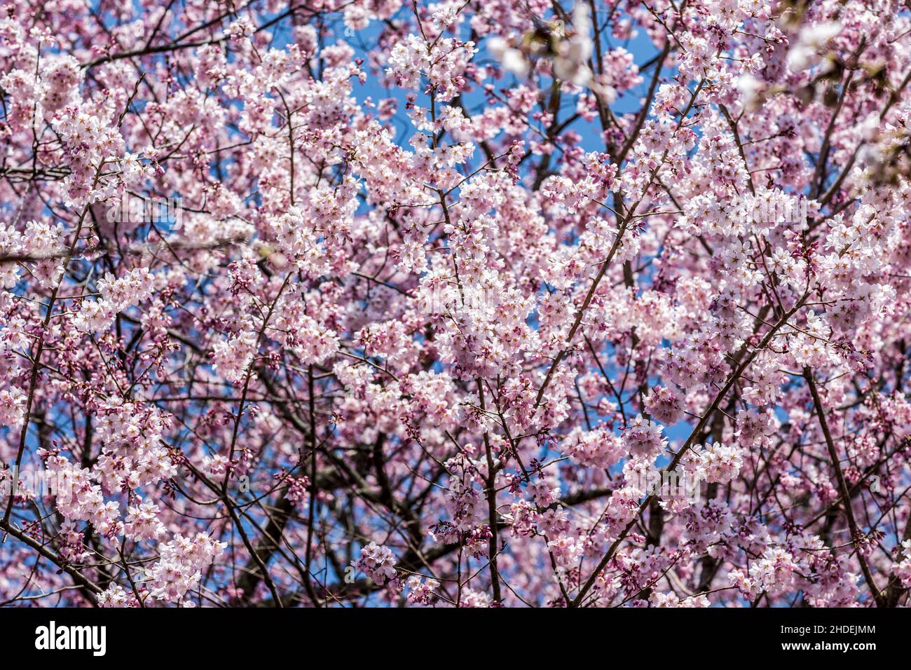 Cherry blossoms, pink sakura flowers on a branch at sunny day in Japan ...