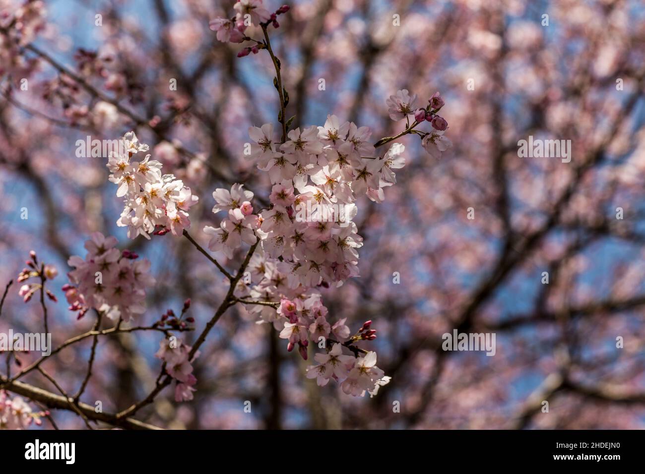 Cherry blossoms, pink sakura flowers on a branch at sunny day in Japan ...
