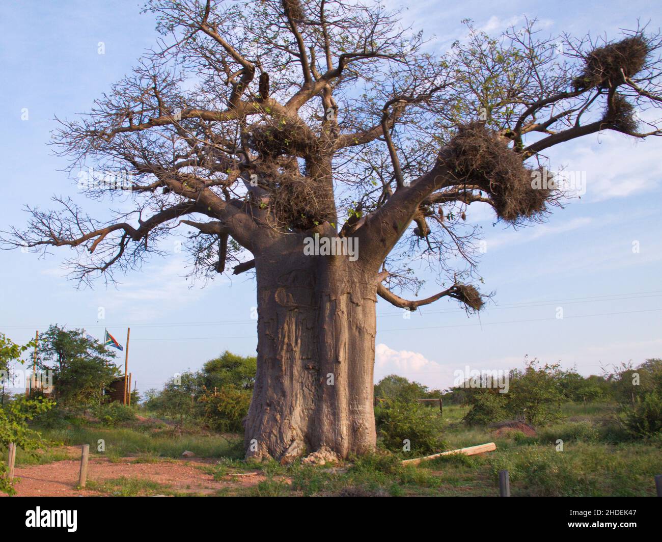 Baobab tree in South Africa Stock Photo - Alamy