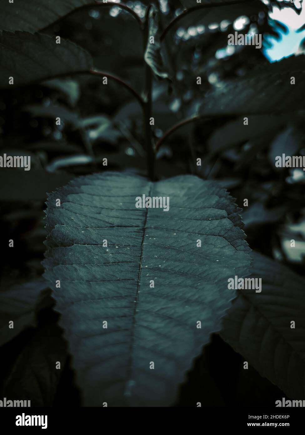 A green plant for wallpaper Stock Photo - Alamy