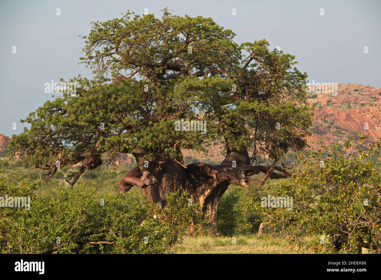 Baobab tree in South Africa Stock Photo Alamy