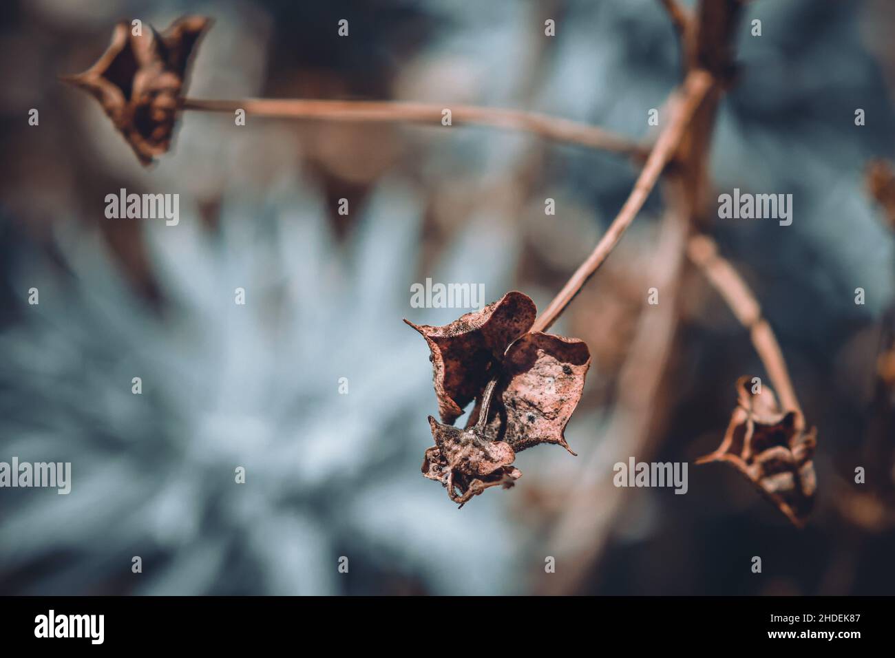 A green plant for wallpaper Stock Photo - Alamy