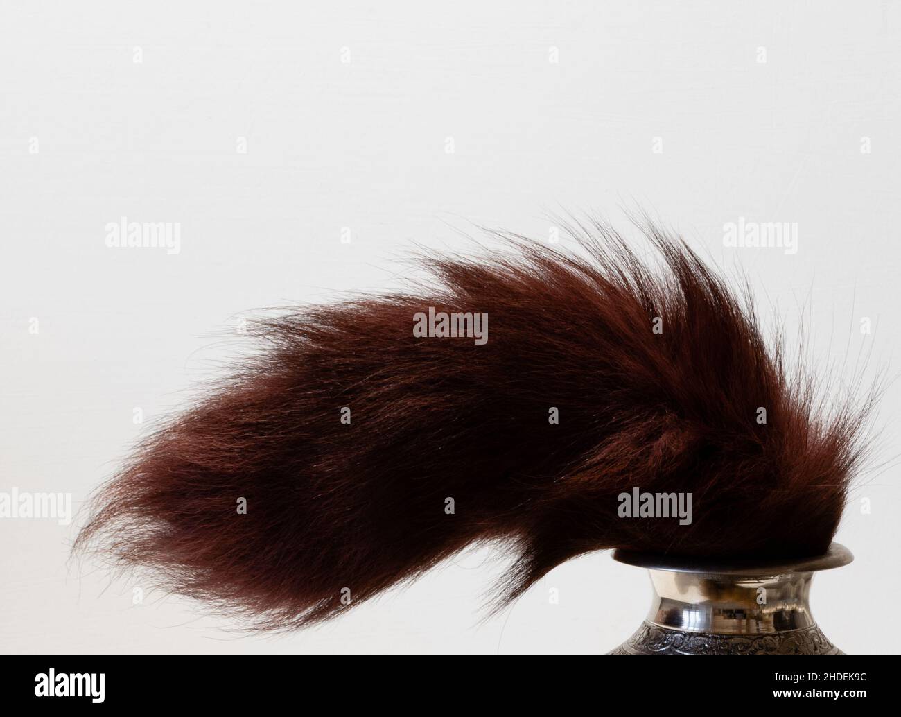 Chestnut tail of furry animal sticking out of silver jug on white background. Side view Stock Photo