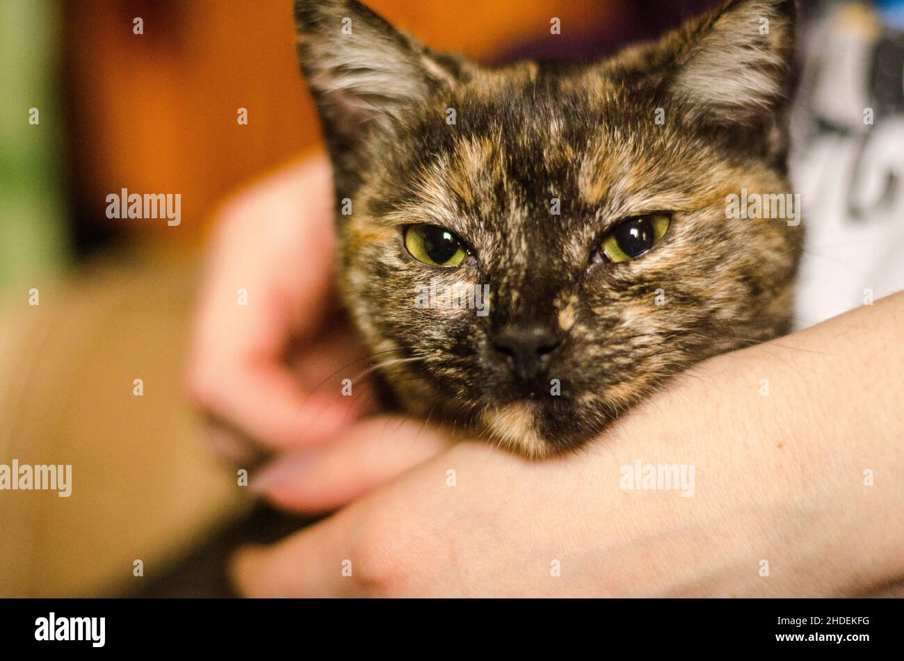Cat thai animal portrait Stock Photo