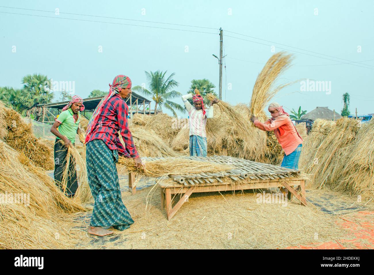 The method of threshing paddy shown in this picture is laborious and